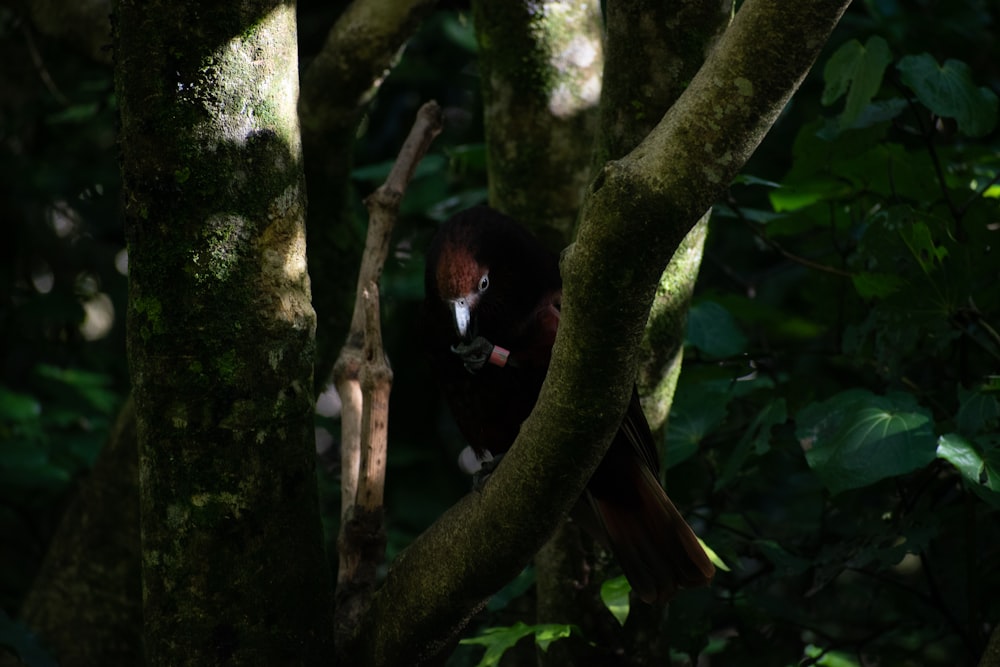 a brown and white animal in a tree