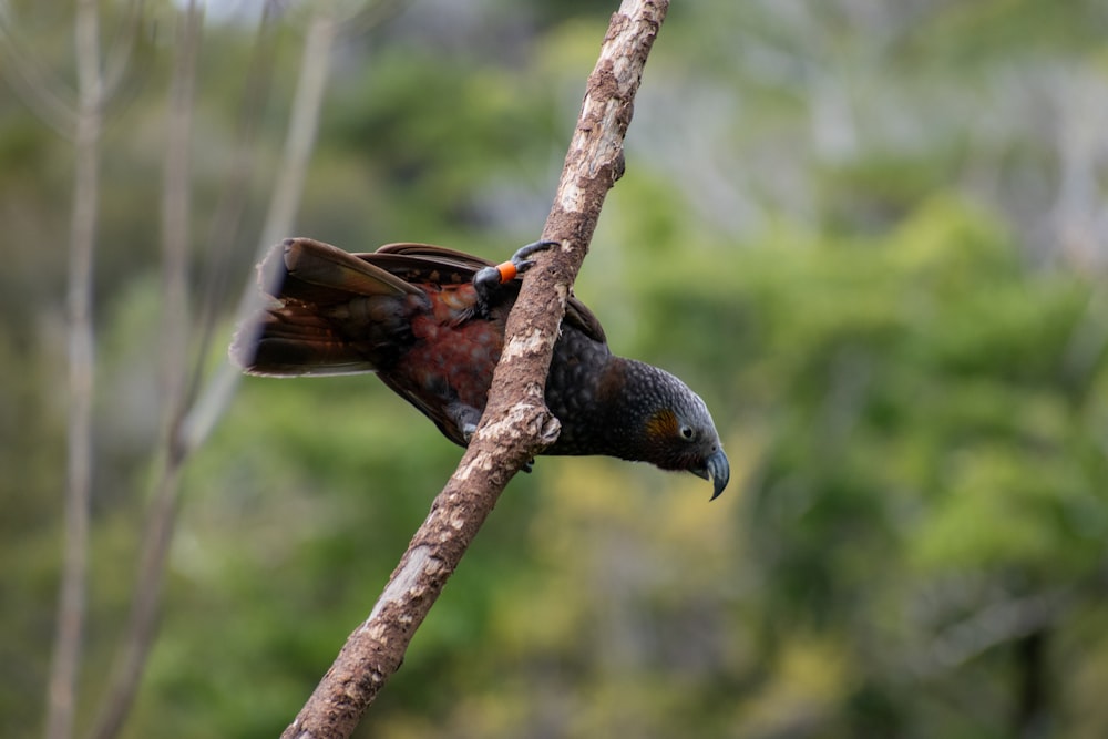 a bird sitting on top of a tree branch