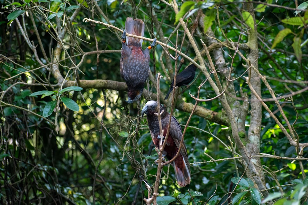 a couple of birds sitting on top of a tree branch