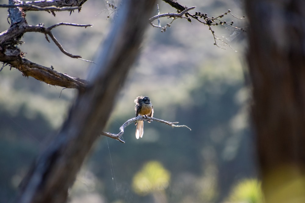 a small bird perched on a tree branch