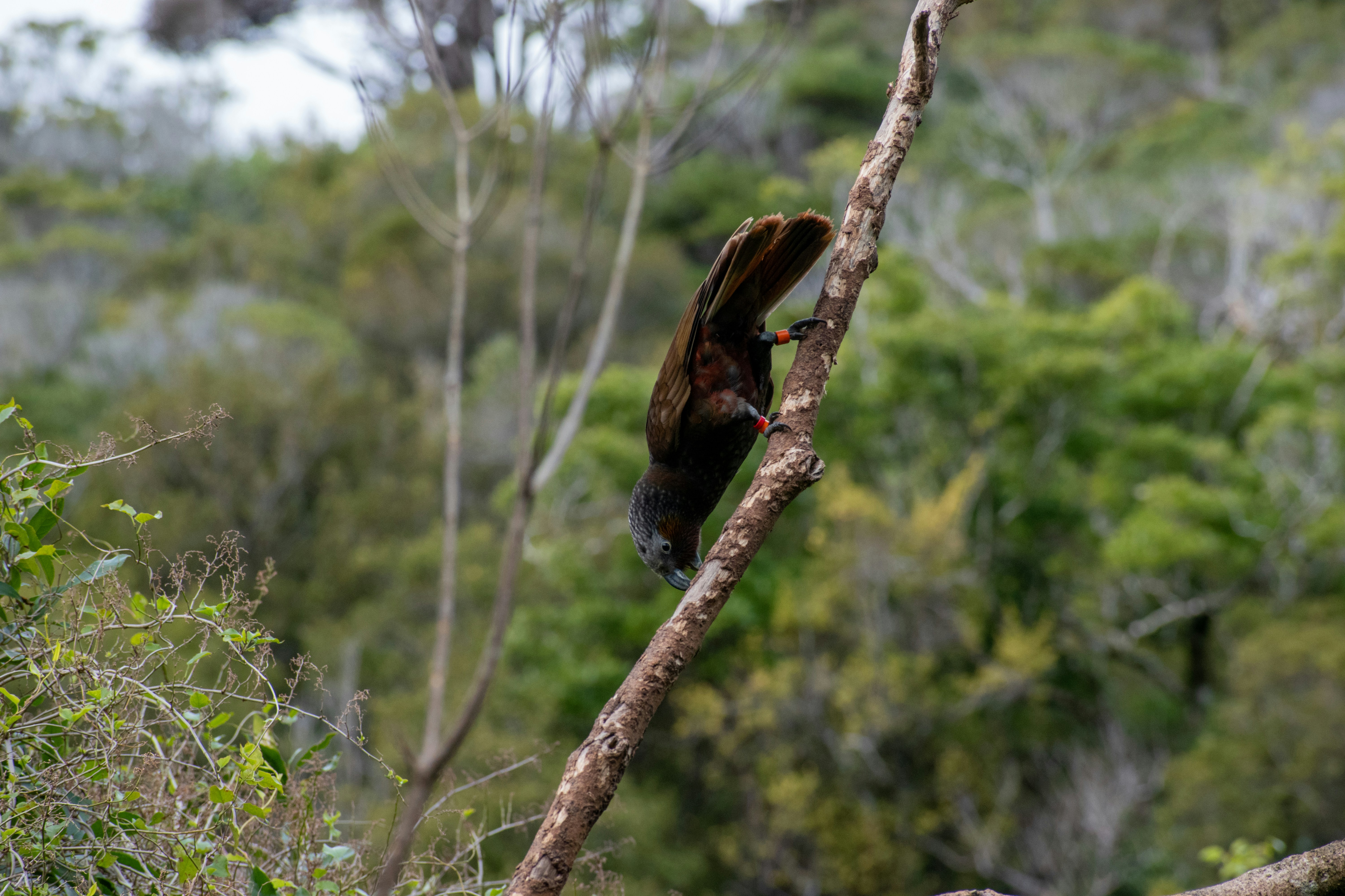 a bird perched on a tree branch in a forest