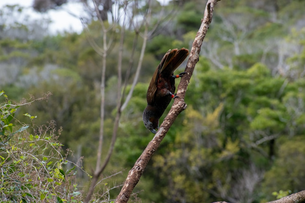 a bird perched on a tree branch in a forest