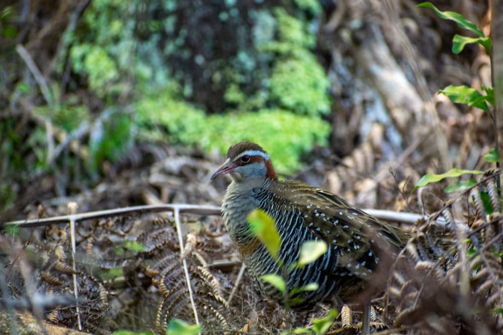 a bird standing in the middle of a forest