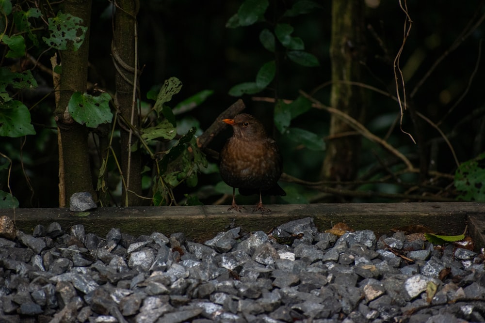 a bird is sitting on a rock in the woods