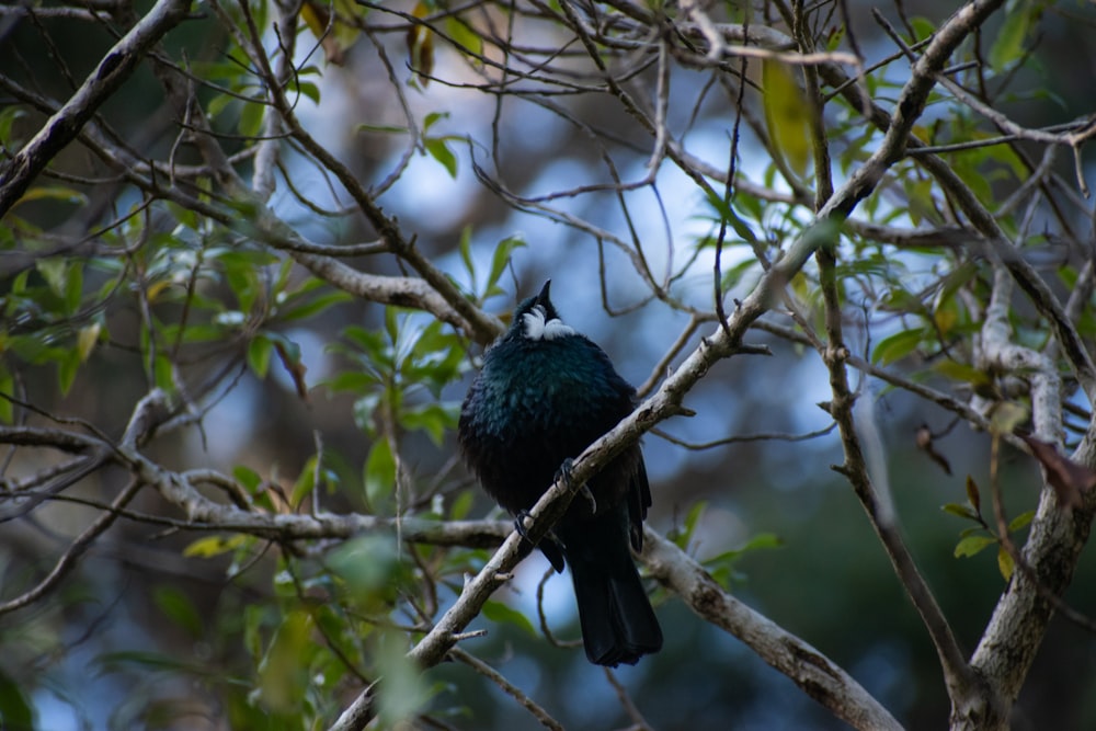 a black bird perched on a tree branch