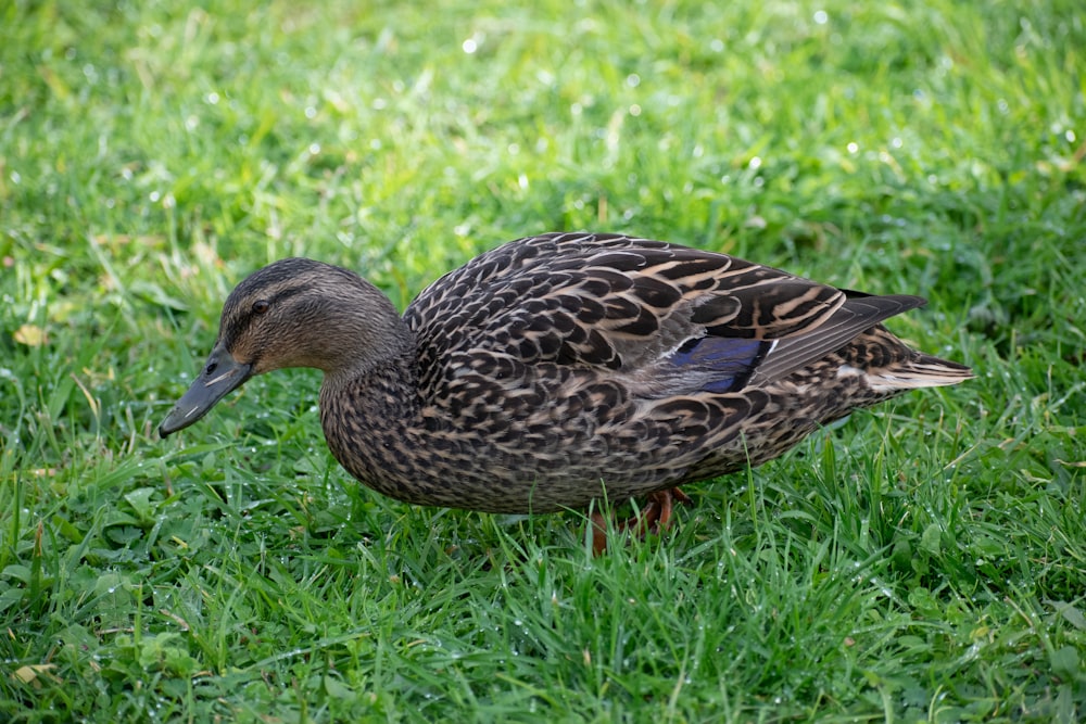 um pato que está de pé na grama