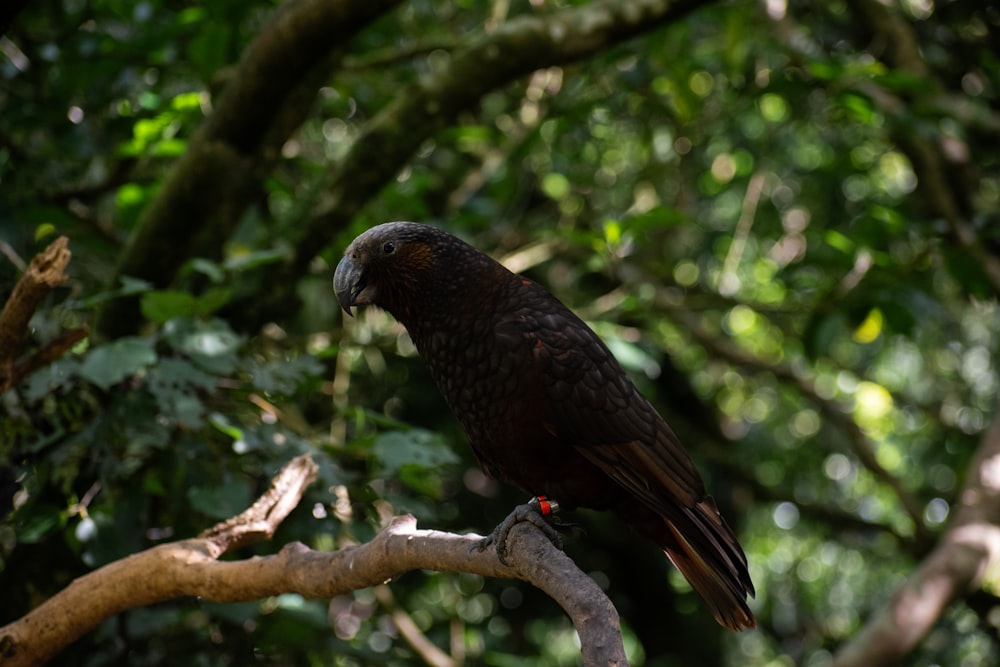 Ein großer Vogel sitzt auf einem Ast