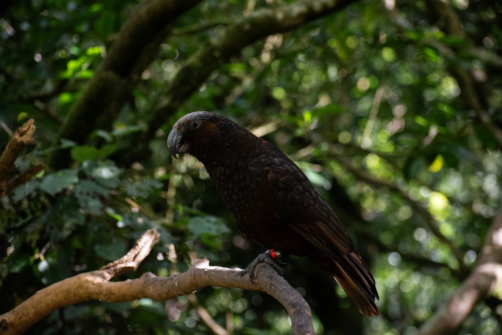 a large bird perched on a tree branch
