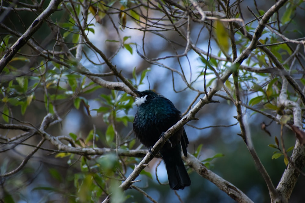 un oiseau noir assis au sommet d’une branche d’arbre