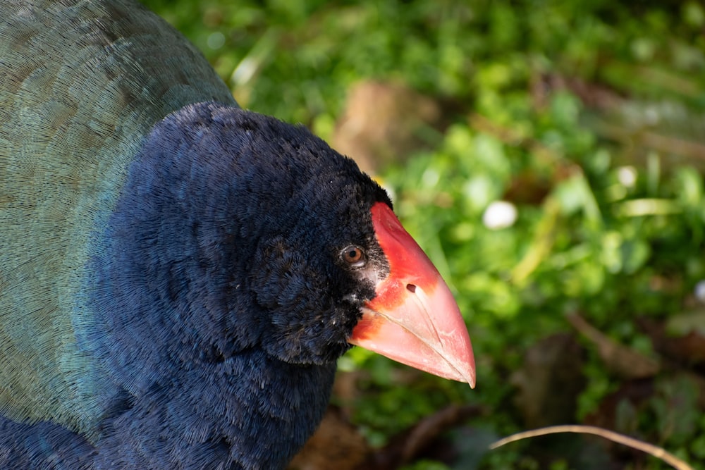 a close up of a blue bird with a red beak