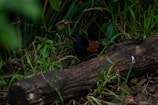 A predator call resting on a mossy log with morning dew in an eastern North Carolina forest.