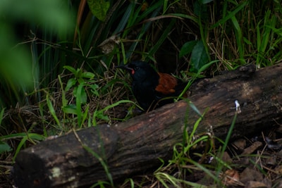 A predator call resting on a mossy log with morning dew in an eastern North Carolina forest.