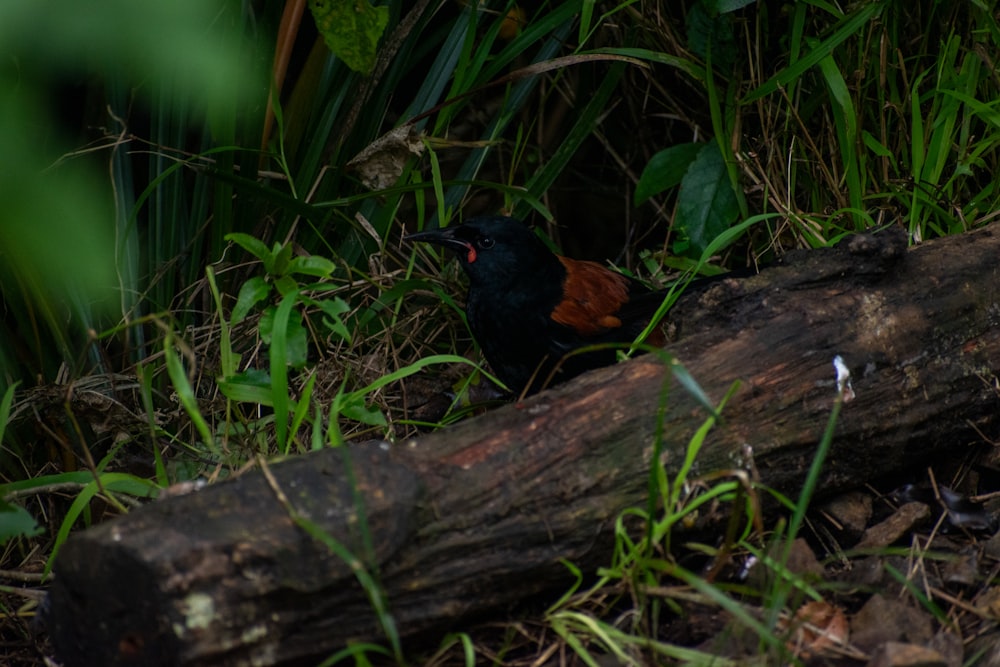 a small bird sitting on the ground next to a log