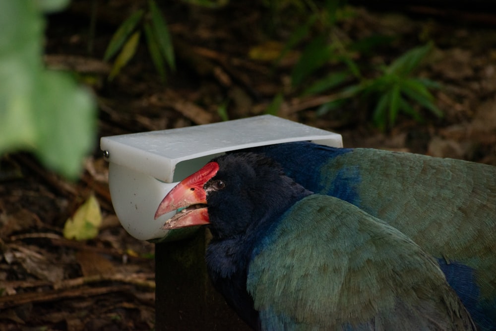 a close up of a bird with a box on its head