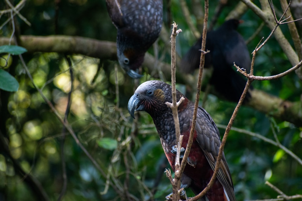 a bird perched on a branch in a tree