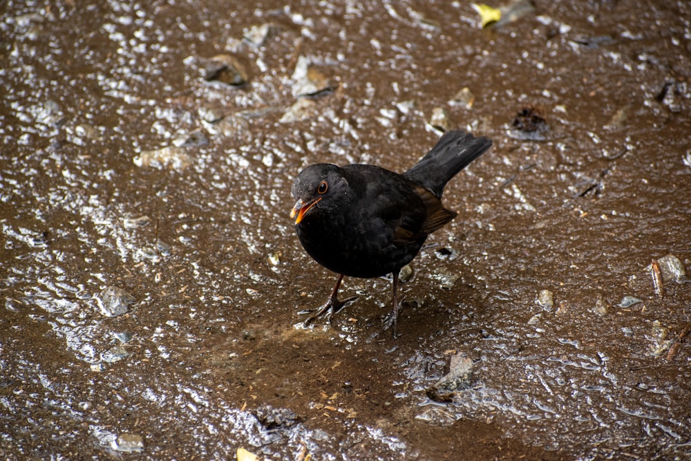 a black bird standing in a puddle of water