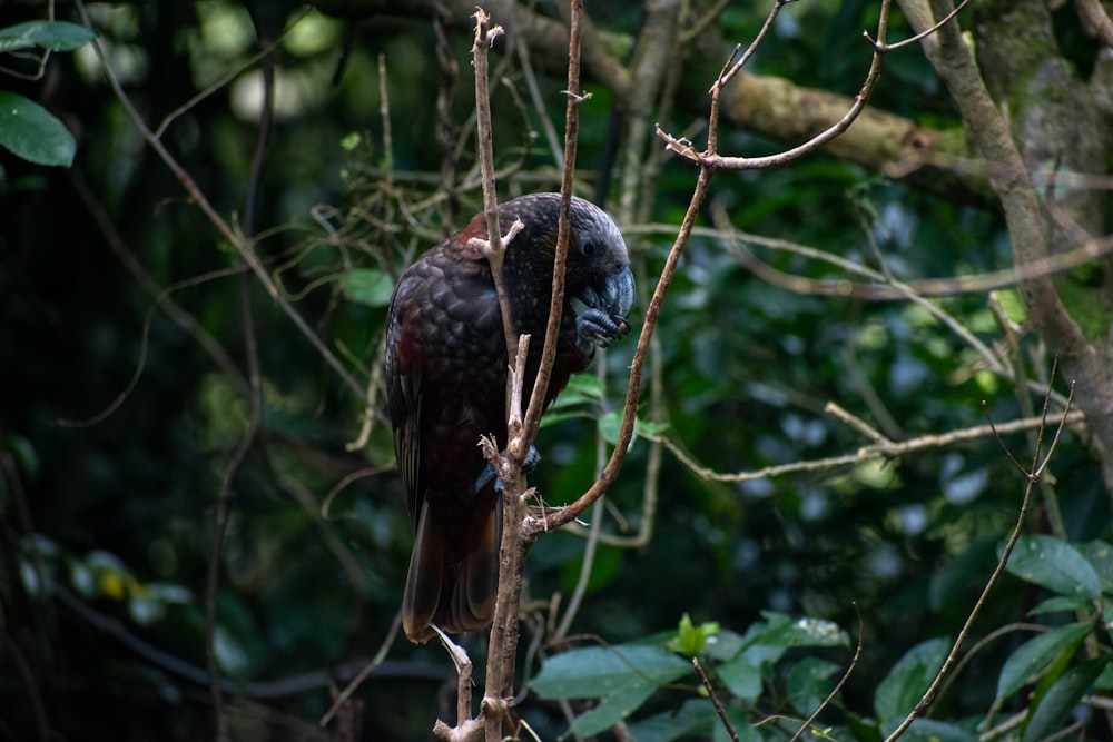 a bird perched on a branch in a tree