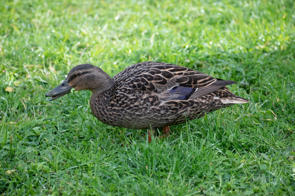a duck standing in the grass on a sunny day