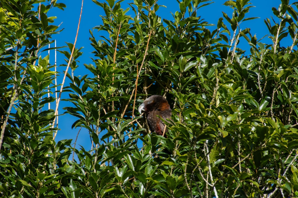 a bird is sitting in a tree with leaves