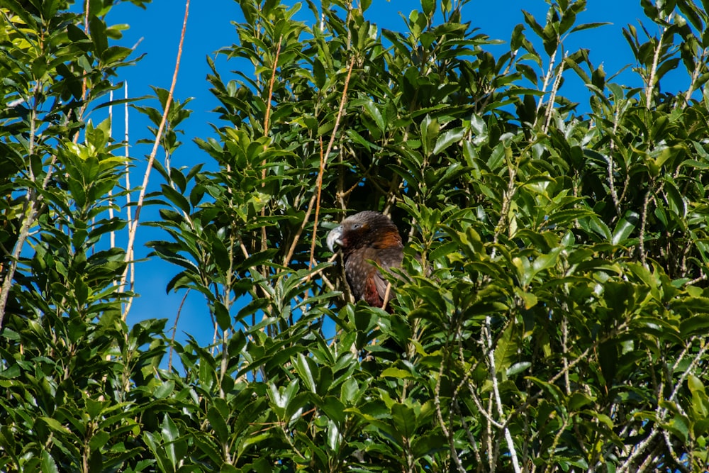 a bird is sitting in a tree with leaves