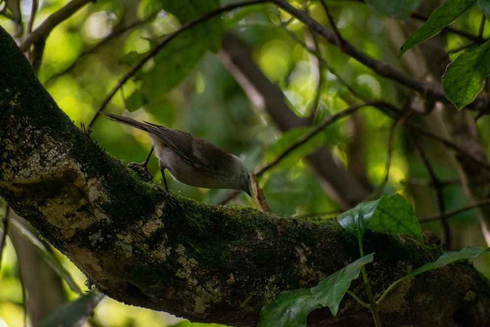 a small bird perched on a tree branch