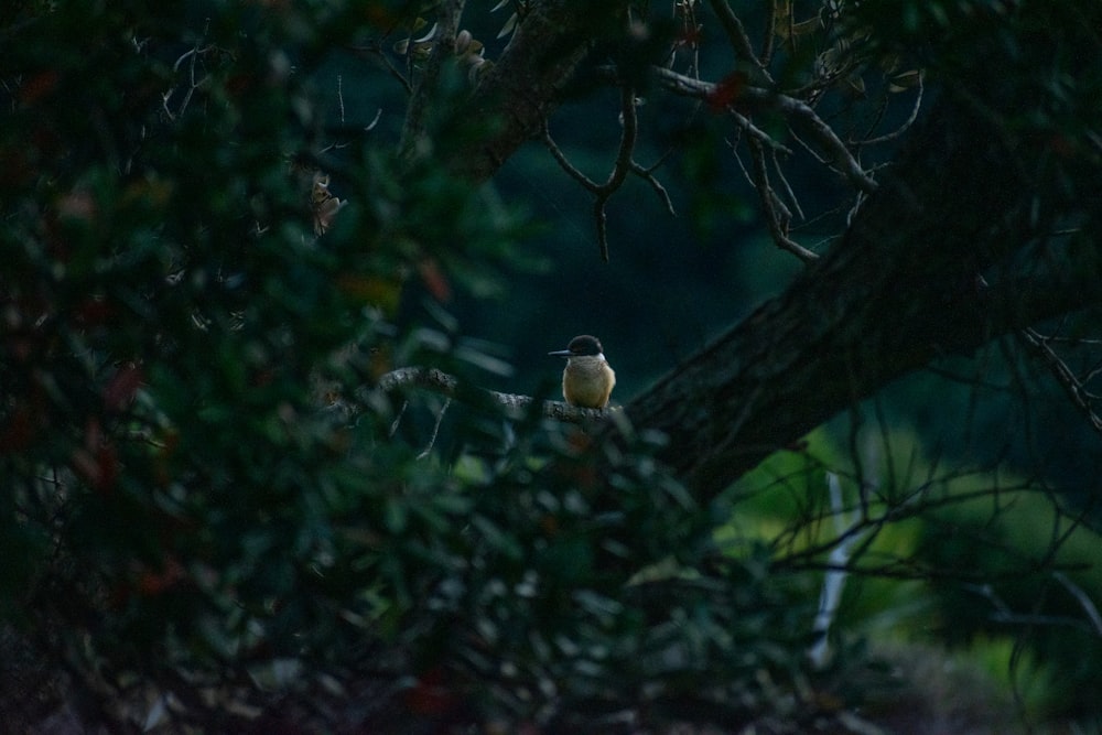 a small bird perched on top of a tree branch