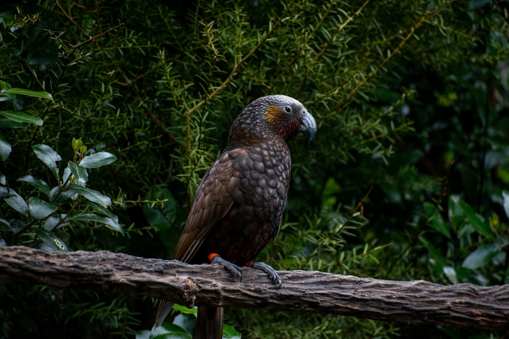 Ein großer Vogel sitzt auf einem Ast