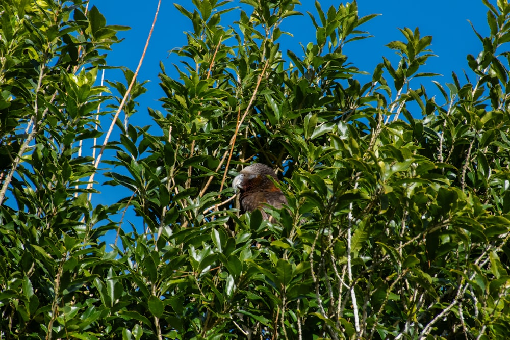 a bird is sitting in a tree with leaves