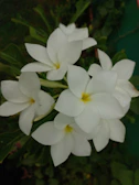 Dew-kissed white plumeria flowers sparkling in morning light.