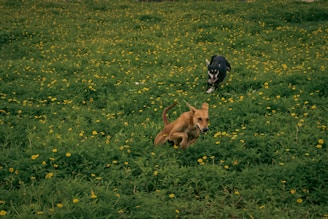 A playful husky dog running through a lush green field.