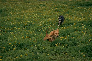 Two playful dogs in matching bright bandanas running through a garden.