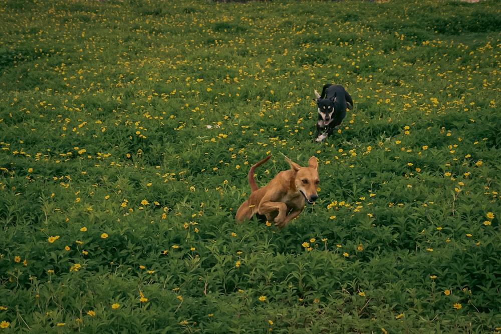 two dogs running through a field of flowers