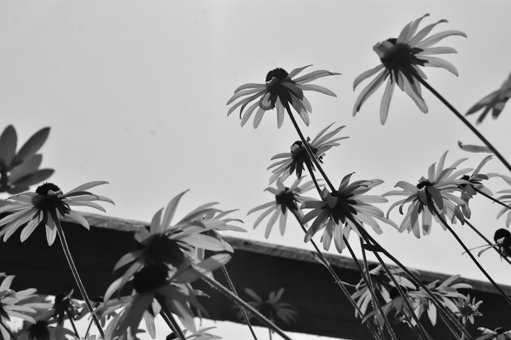 a black and white photo of a bunch of flowers
