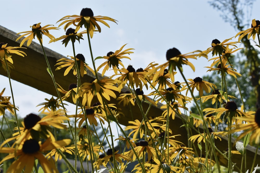 a bunch of yellow flowers that are by a fence