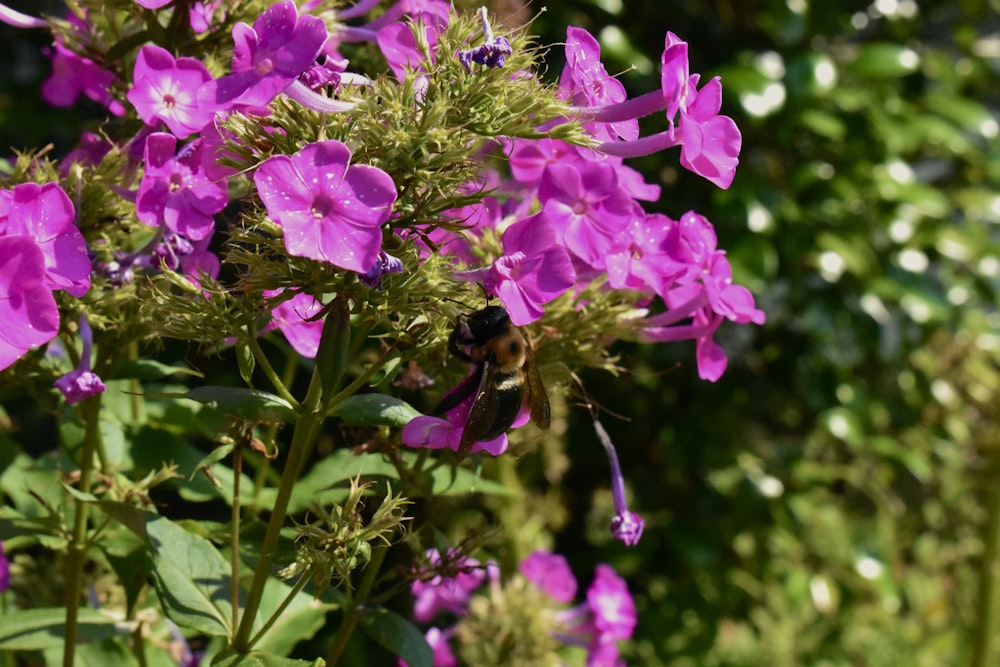 a bunch of purple flowers in a garden