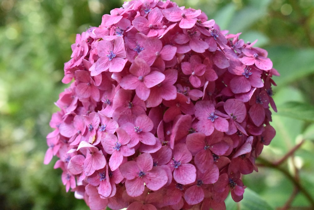 a close up of a pink flower on a tree