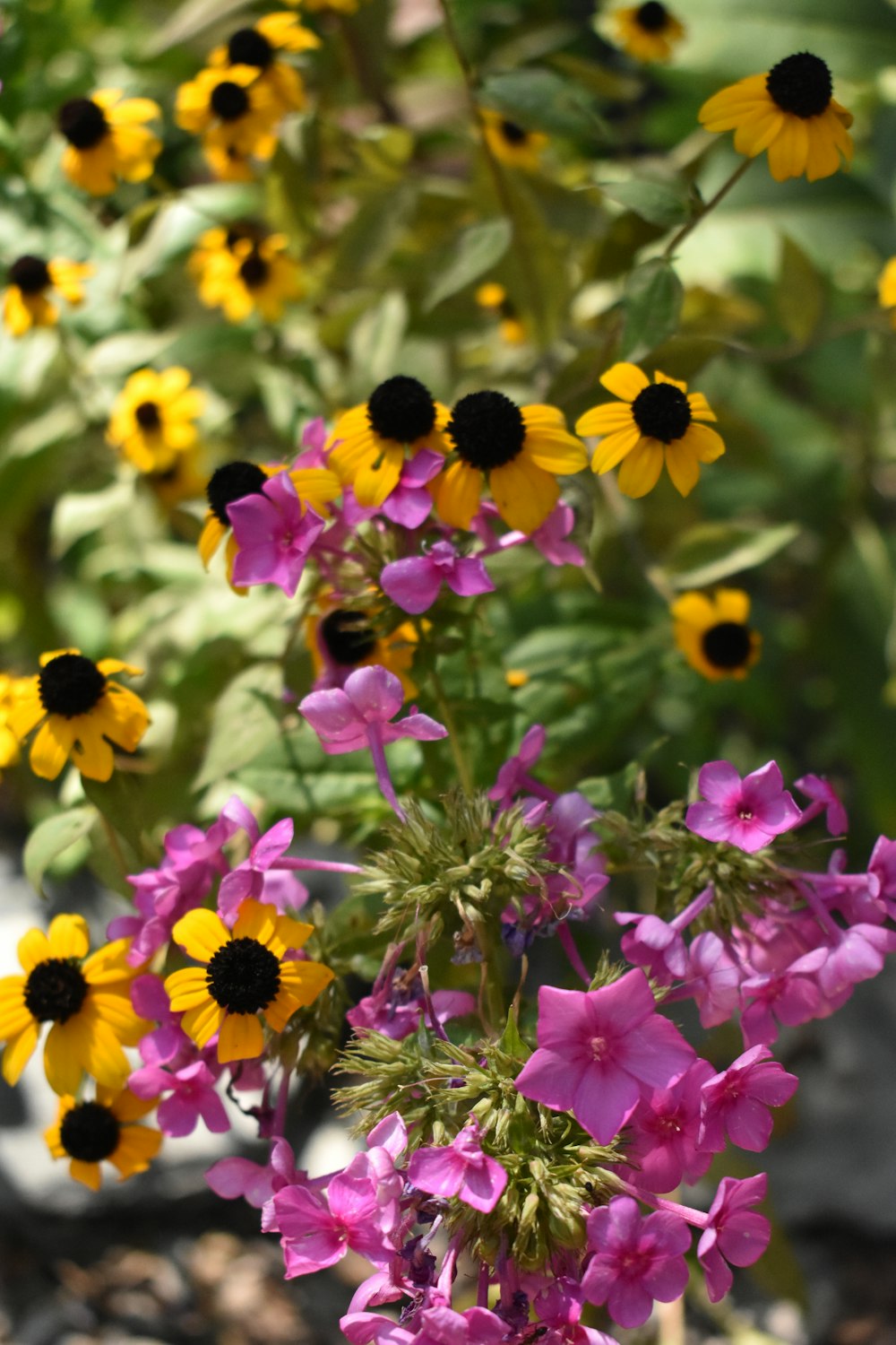 a bunch of flowers that are in the dirt