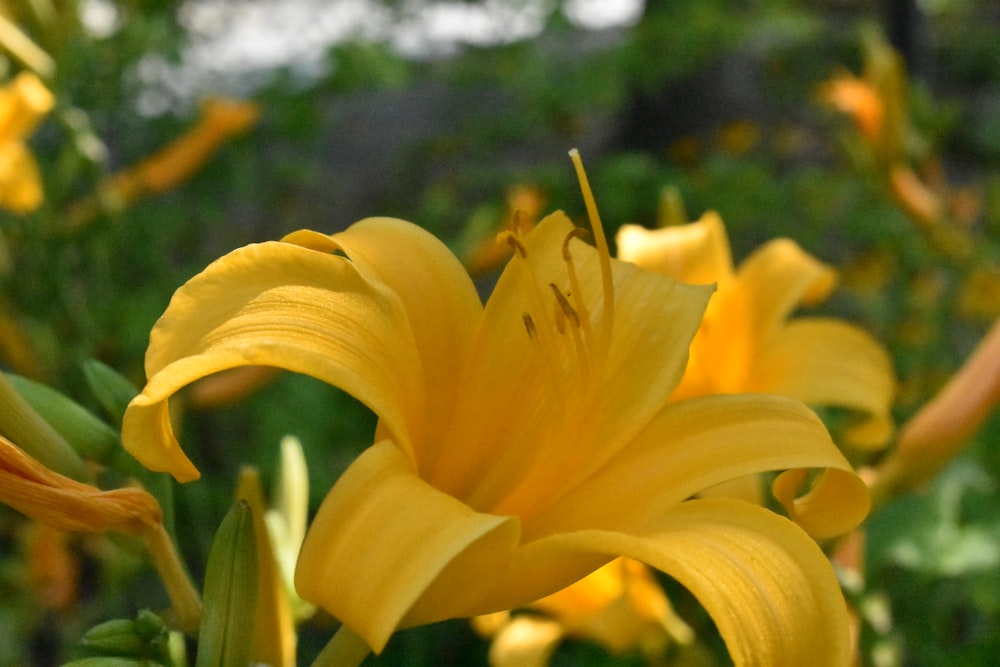 a close up of a yellow flower with other flowers in the background