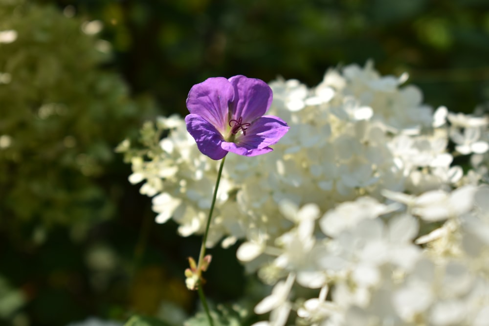 a purple and white flower in a garden