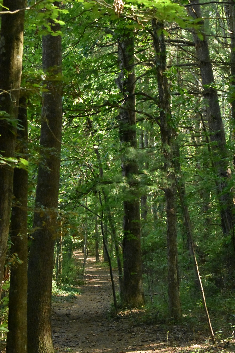 um caminho no meio de uma floresta com muitas árvores