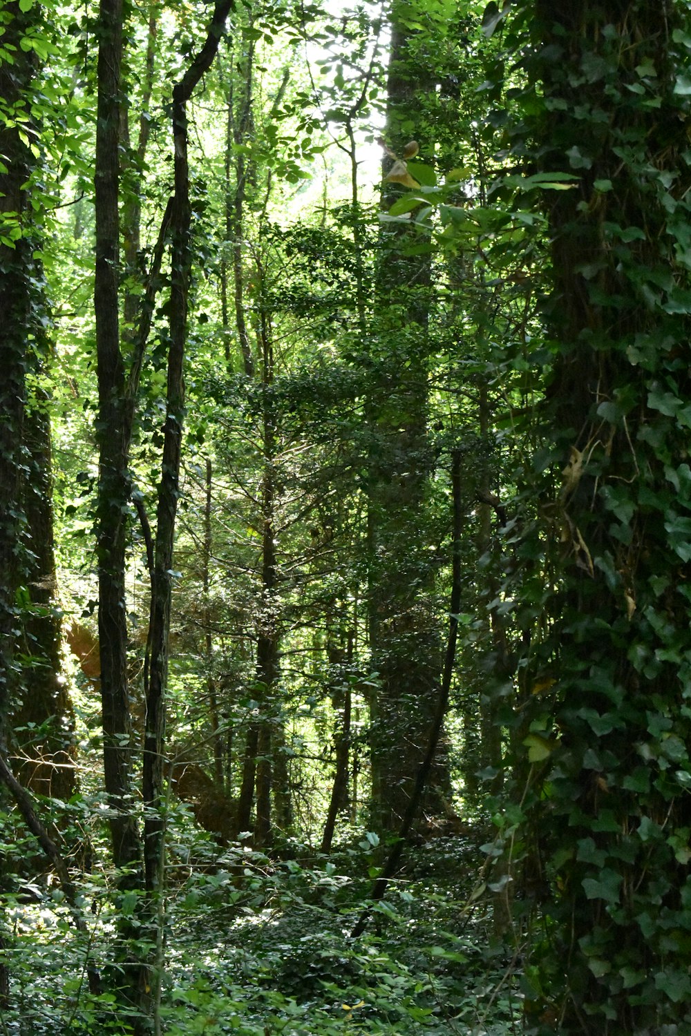 a forest filled with lots of green plants and trees