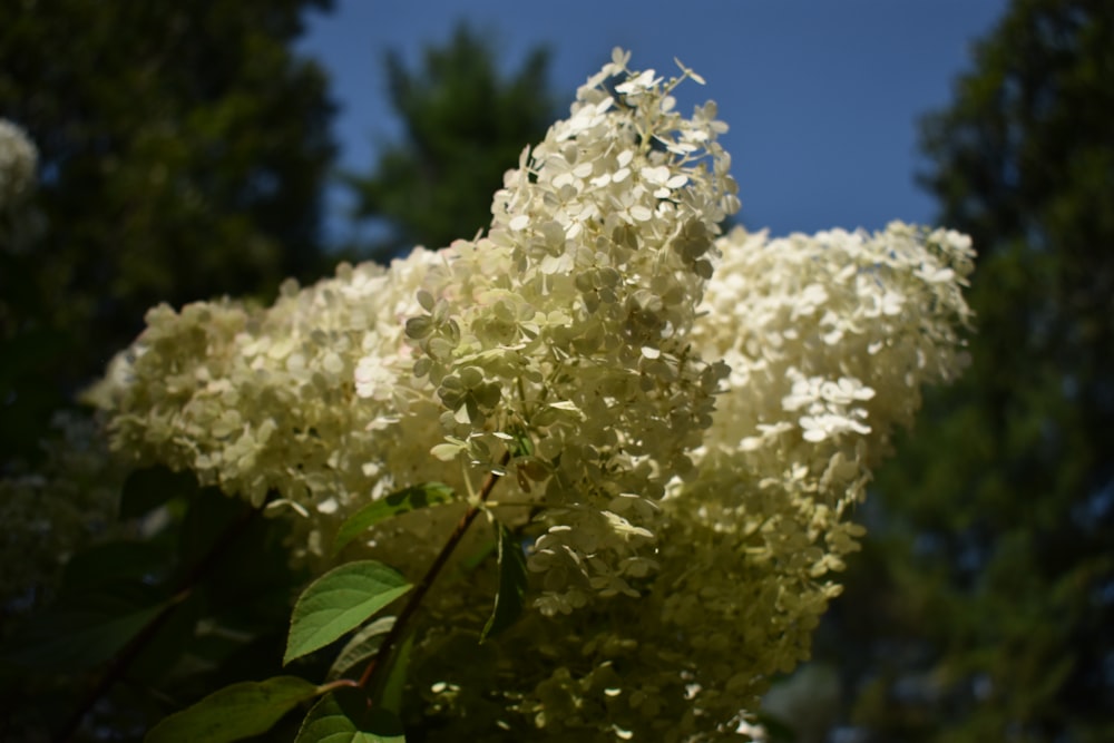 a close up of a tree with white flowers