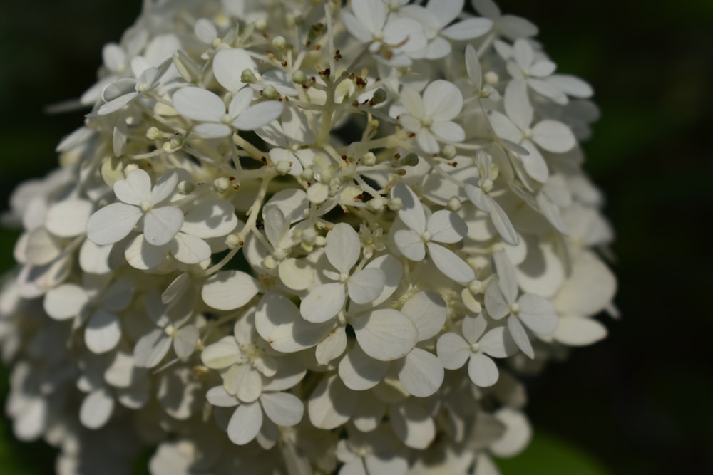 um close up de uma flor branca com muitas folhas