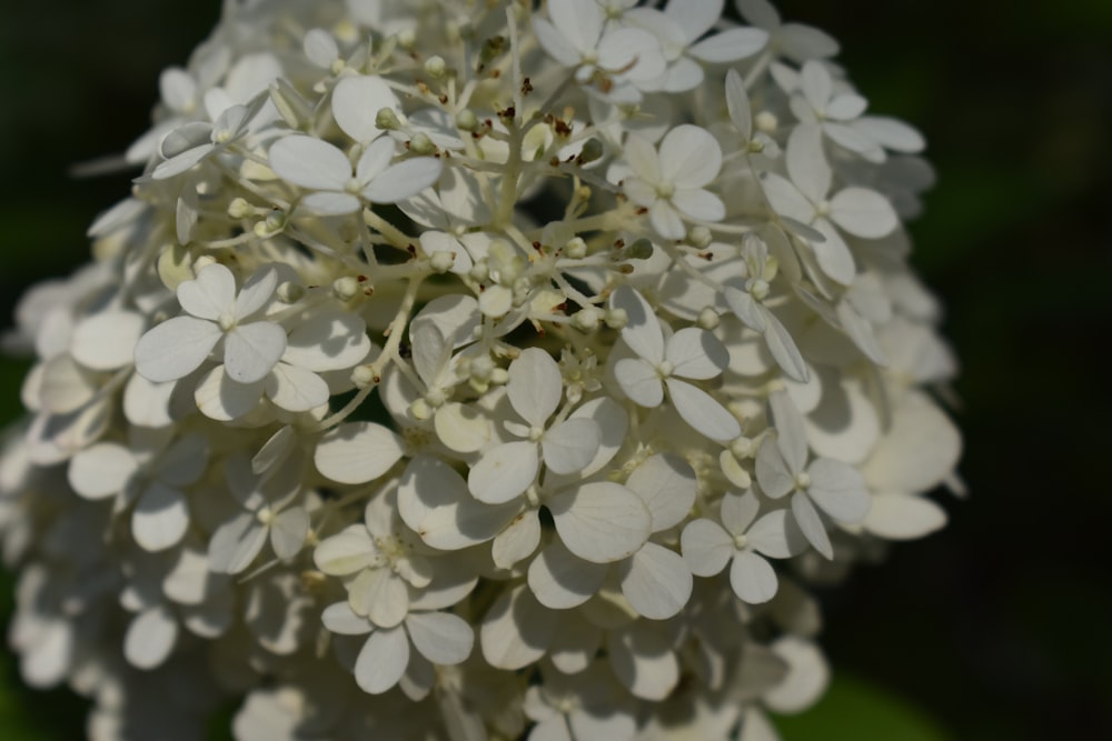 un gros plan d’une fleur blanche avec beaucoup de feuilles