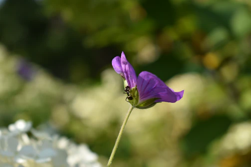 Macro shot of an ant climbing a colorful flower petal.