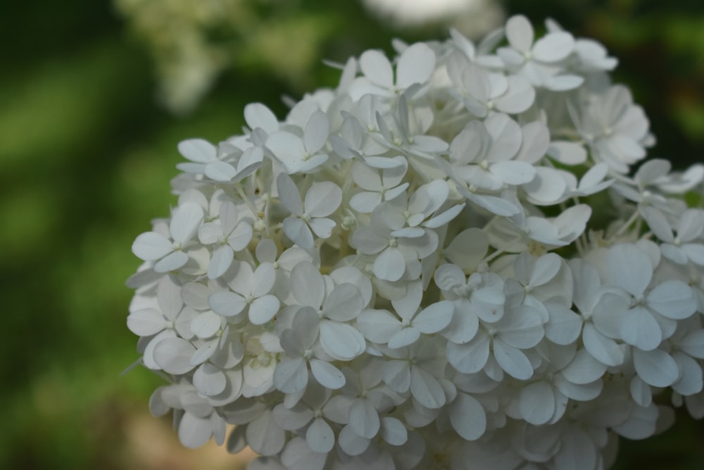 um close up de uma flor branca em um vaso