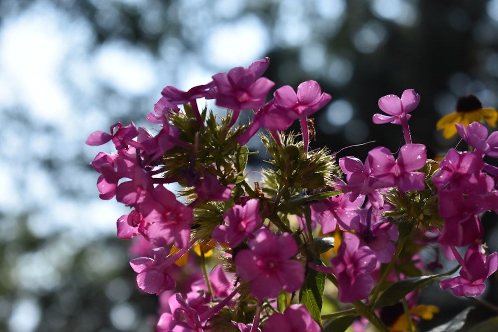 a close up of a bunch of purple flowers