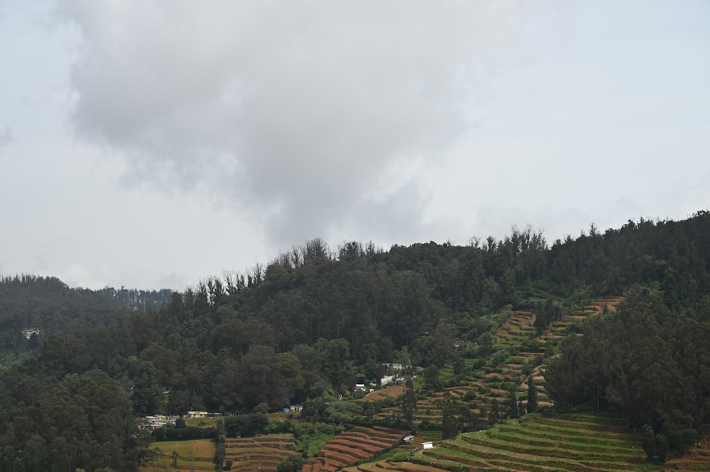 a hill covered in lots of trees next to a forest