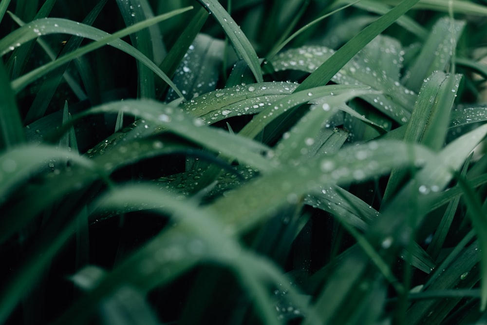 a close up of grass with water droplets on it