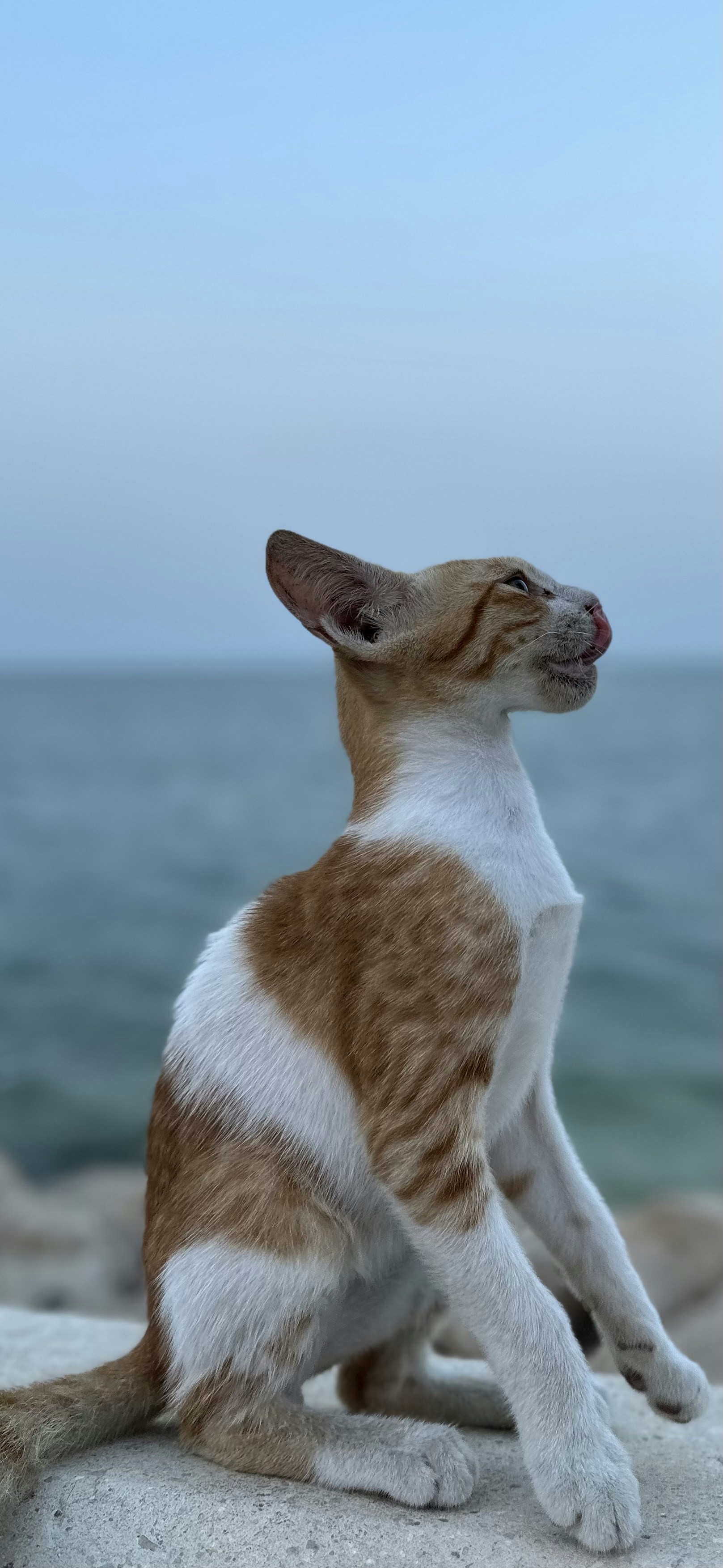 a cat sitting on top of a rock near the ocean